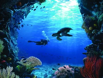 Diving in the Philippines