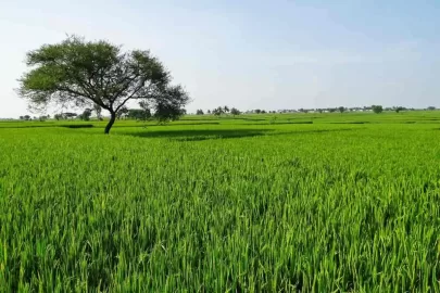 Buying Agricultural Land In Philippines