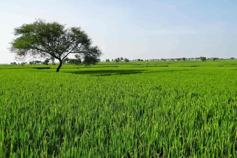 Buying Agricultural Land In Philippines