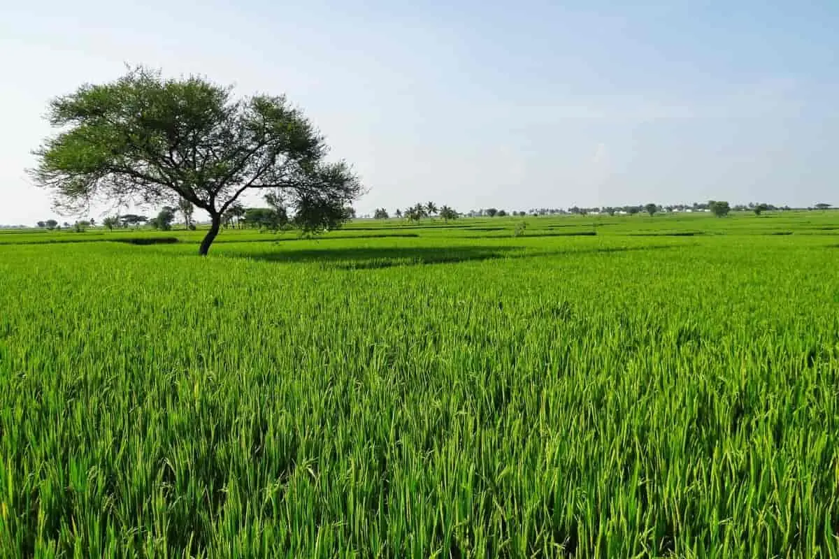 Buying Agricultural Land In Philippines