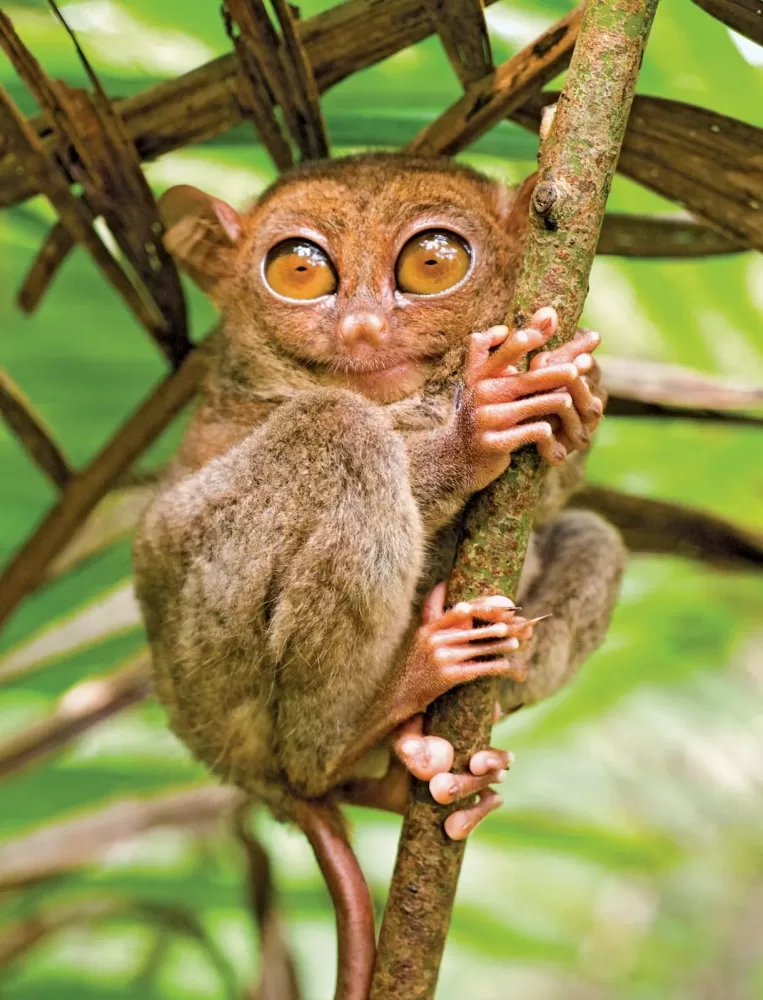 Philippine Tarsier